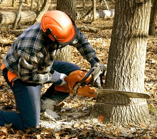 Tree Removal in Vauxhall, NJ